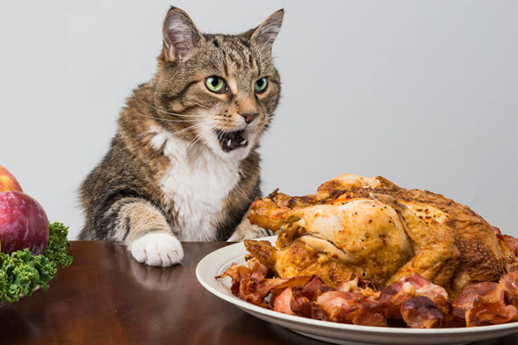 Can Cats Eat Turkey? A Comprehensive Guide For Cat Owners