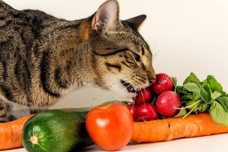 Can Cats Eat Vegetables? A Comprehensive Guide For Cat Owners