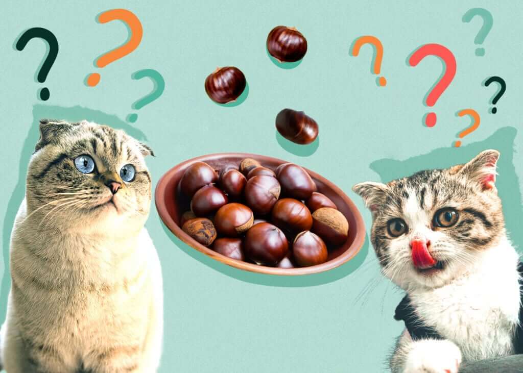 Can Cats Eat Water Chestnuts?