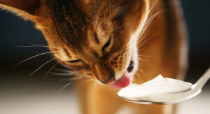 Can Cats Eat Yogurt?