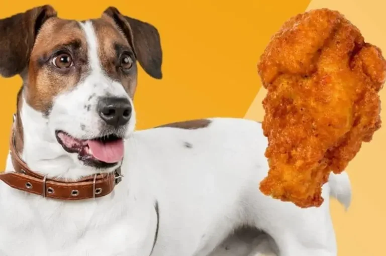 Can Cats and Dogs Enjoy Chicken Skin Together? A Nutritional Guide