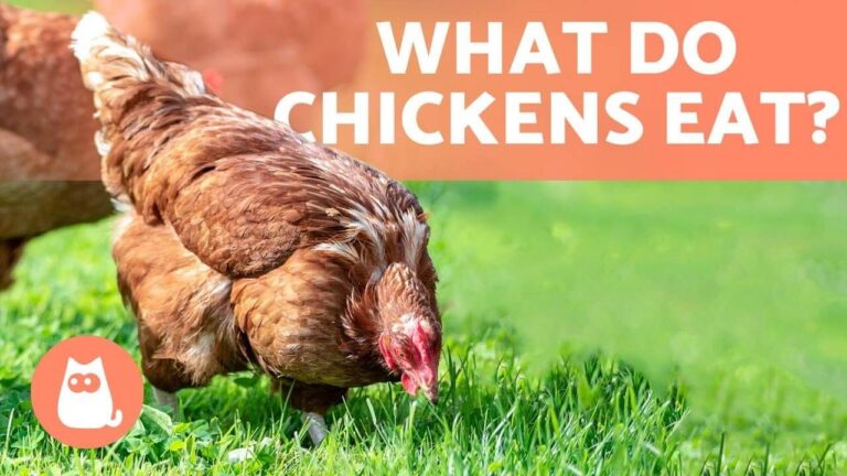 Can Chickens Eat Cat and Dog Food? A Comprehensive Guide for Cat Owners