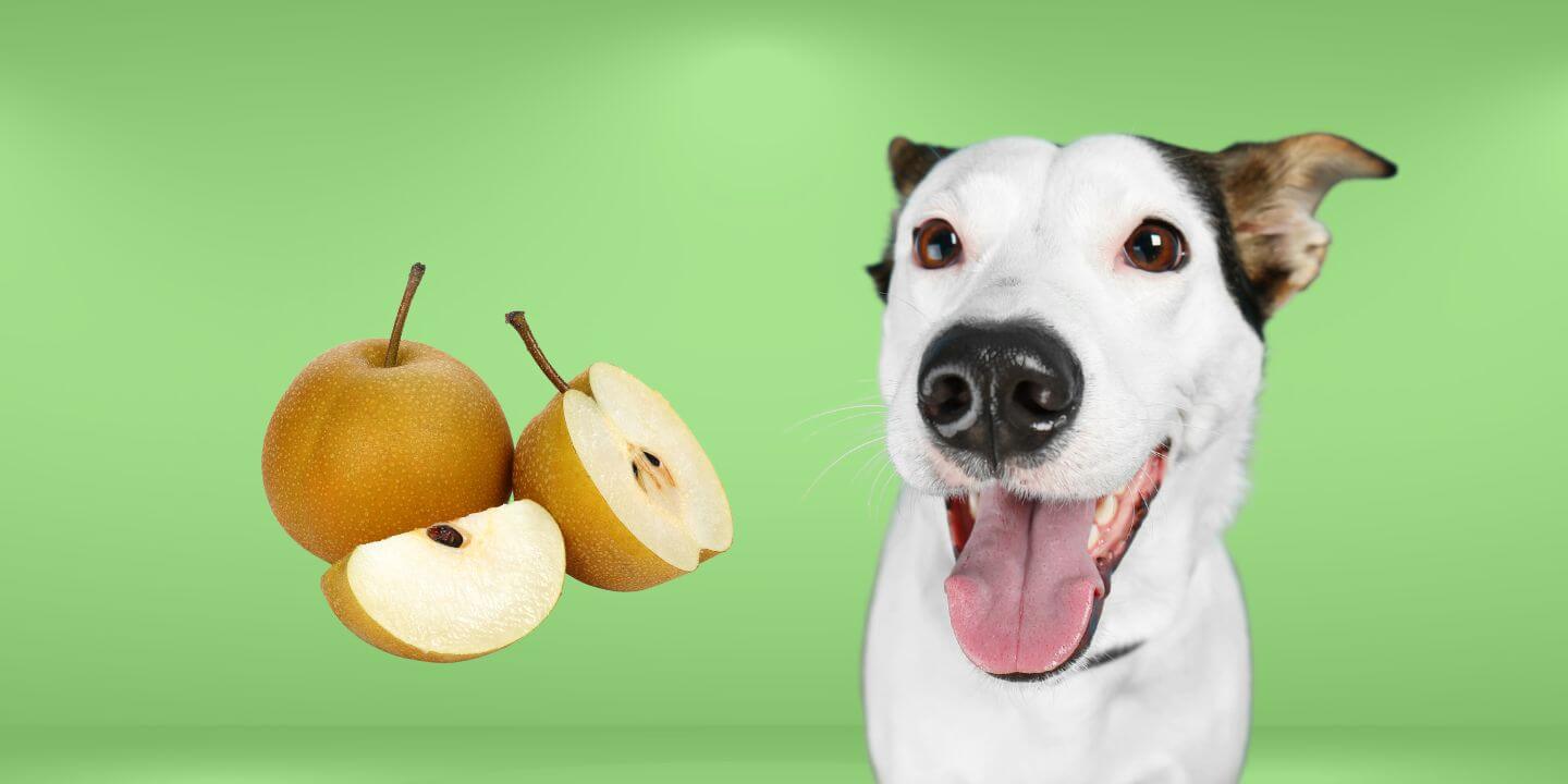Can Dogs Eat Asian Pears?