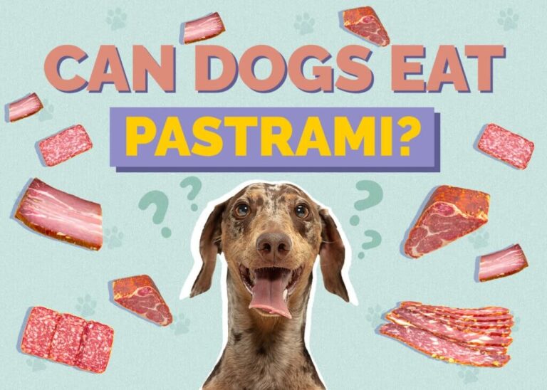 Can Dogs Eat Pastrami? A Comprehensive Guide for Cat Owners