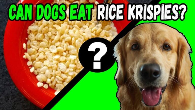 Can Dogs Eat Rice Krispie Treats? A Guide to Feline Compatibility