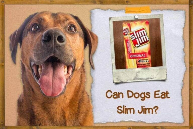 Can Dogs Eat Slim Jims? A Comprehensive Guide to Safe and Healthy Treats for Your Feline Companion