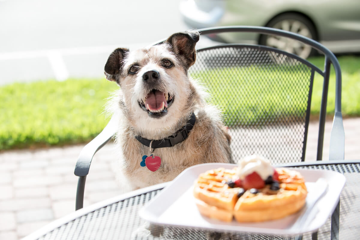 Can Dogs Eat Waffles?
