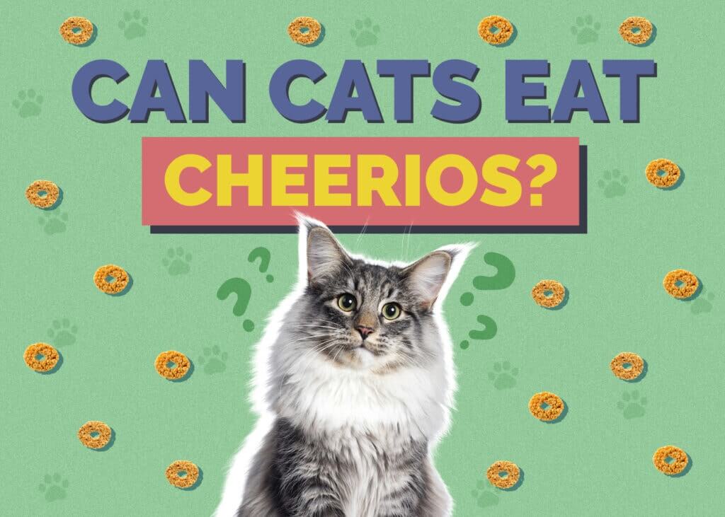 Can cats Eat Honey Nut Cheerios
