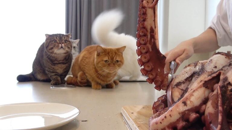 Can Cats Eat Octopus? A Comprehensive Guide for Cat Owners