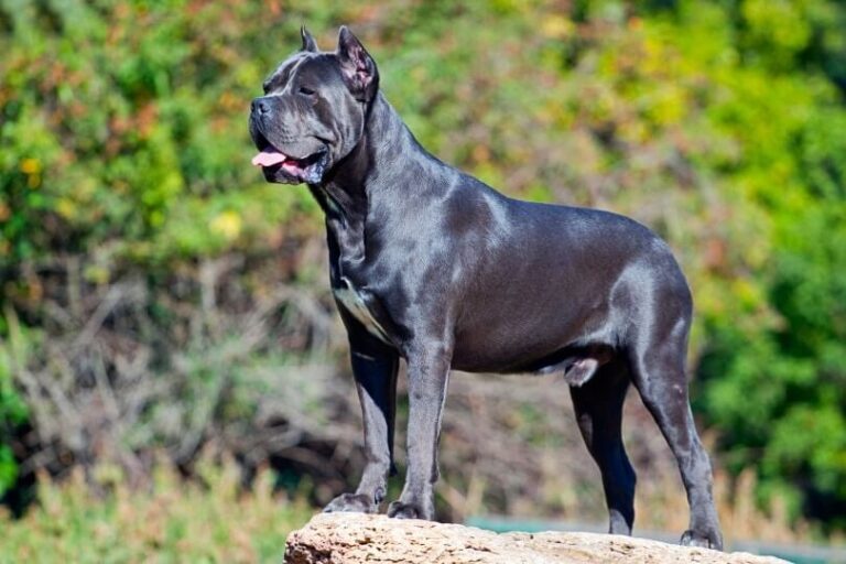 Cane Corso Dog Breed: Unveiling History, Traits, and Allure