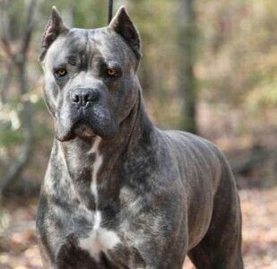 About the Cane Corso Dog Breed