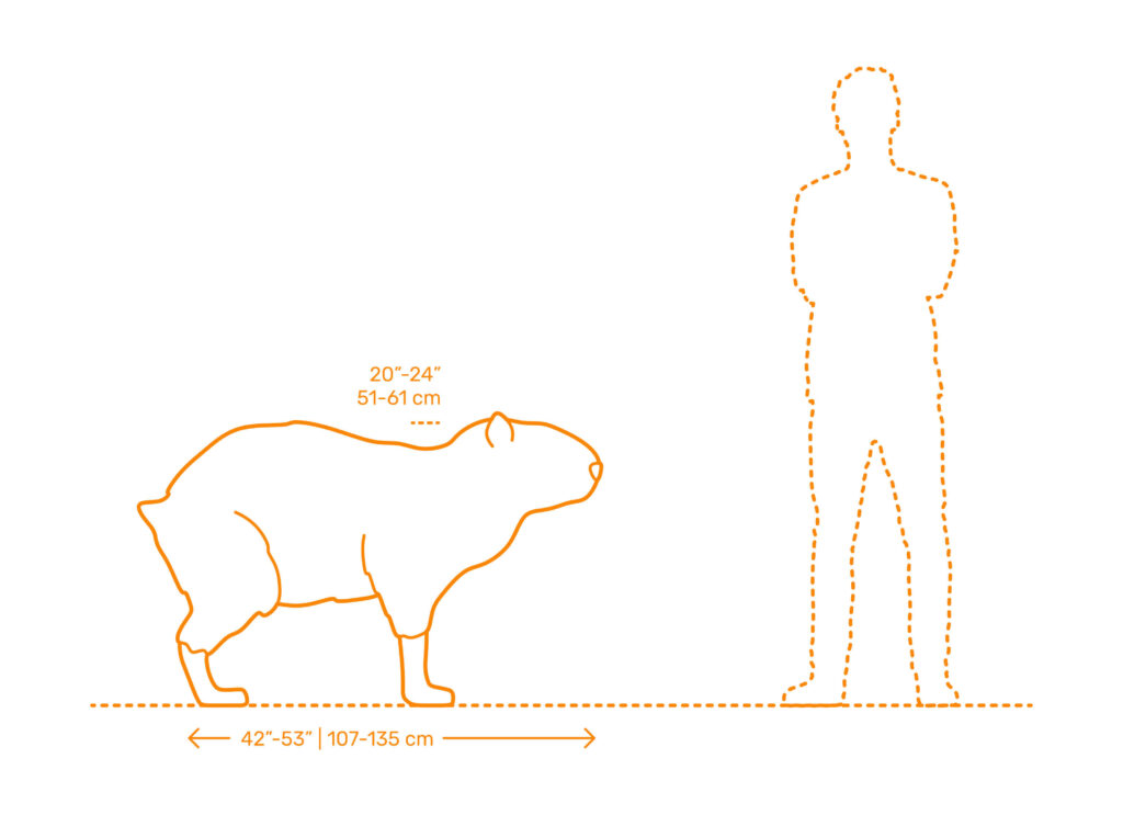How Much Do Capybaras Weigh