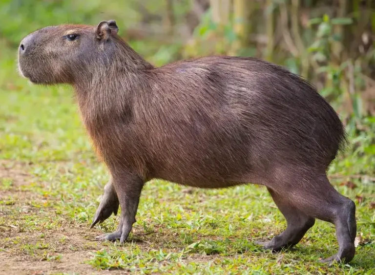 Capybara Size: How Much Do Capybaras Weigh?