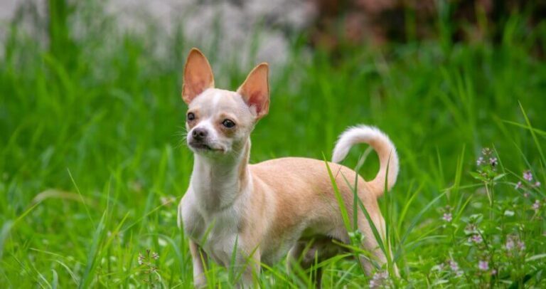 Chihuahua Dog Breed: Unveiling History, Traits, And Allure