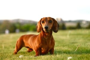 Dachshund Dog