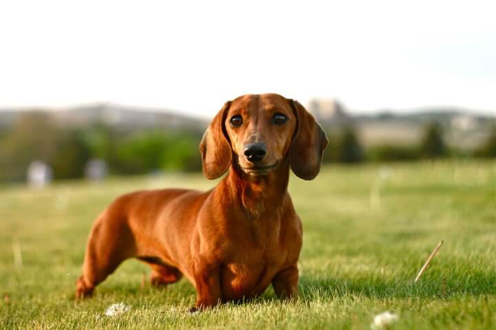 Dachshund Dog Breed: Unveiling History, Traits, And Allure
