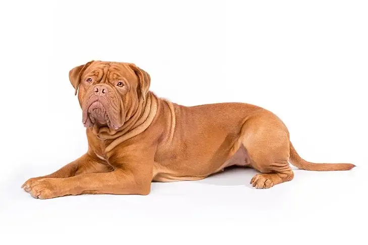 Dogue de Bordeaux Dog Breed: A Charismatic Guardian