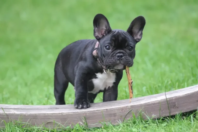 French Bulldog Dog Breed: Unveiling History, Traits, And Allure
