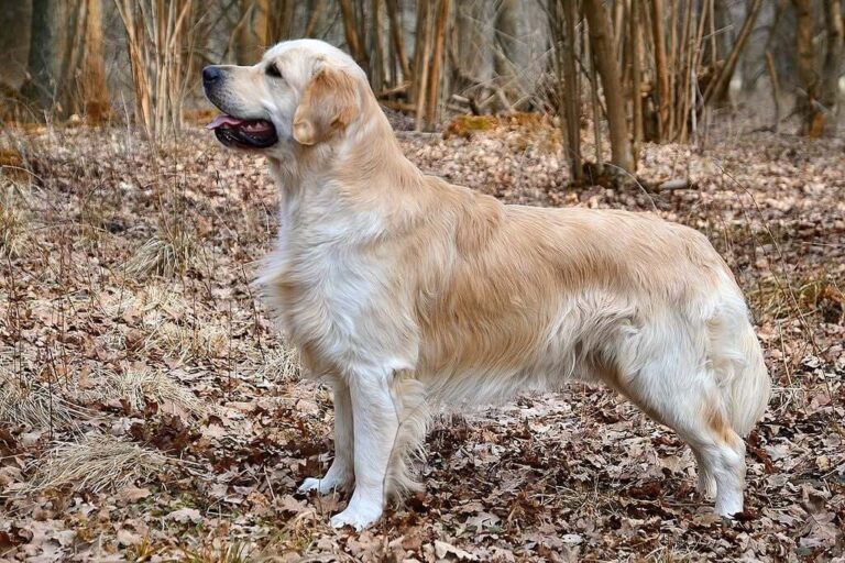 Golden Retriever Dog Breed: Unveiling History, Traits, And Allure