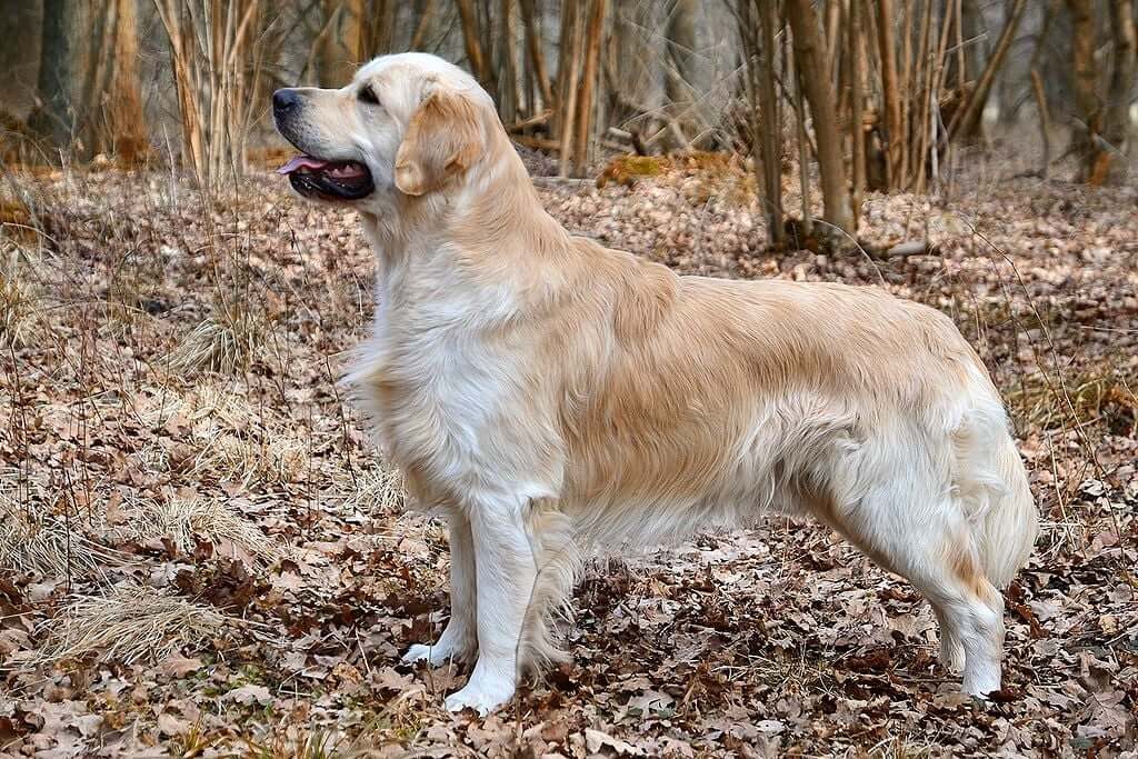 Golden Retriever Dog