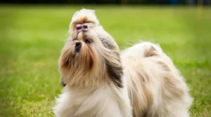 Shih Tzu Dog Breed?