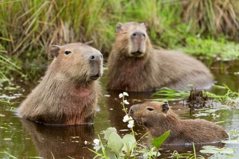 What Does Capybaras Eat? Unveiling the Diet of Nature’s Largest Rodents