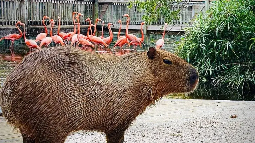 Capybara With Other Animals