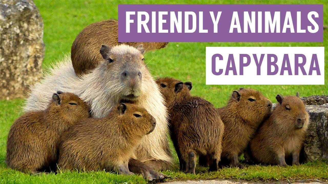 Are Capybaras Friendly