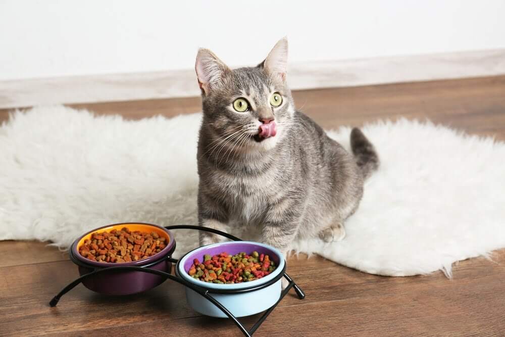 can Cats eat chicharrones?