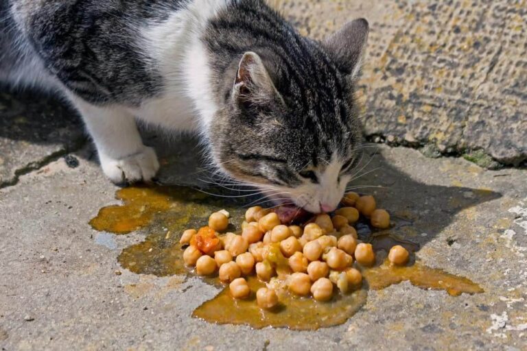 Can Cats Eat Beans? A Comprehensive Guide For Cat Owners