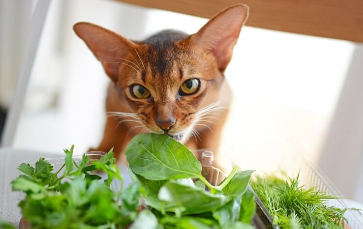 Can Cats Eat Basil? A Comprehensive Guide For Cat Owners