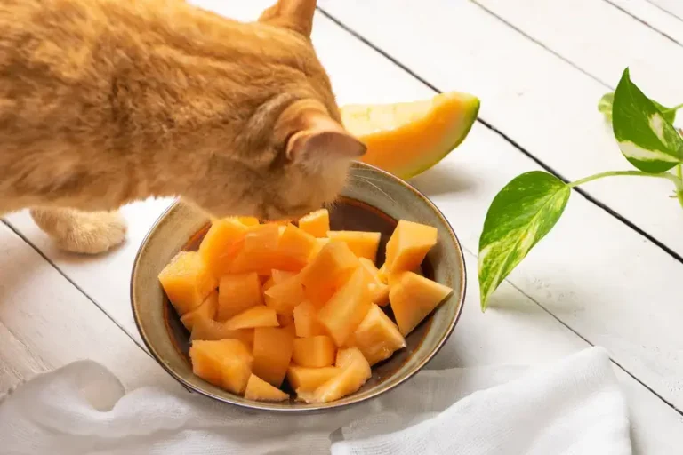 Can Cats Eat Cantaloupe? A Comprehensive Guide For Cat Owners