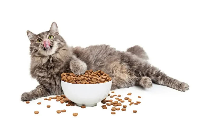 Can Cats Eat Cashews? A Comprehensive Guide For Cat Owners