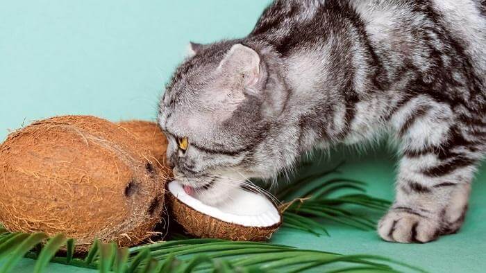 Can Cats Eat Coconut Oil