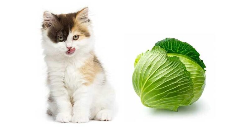 Can Cats Eat Coleslaw? A Comprehensive Guide for Cat Owners