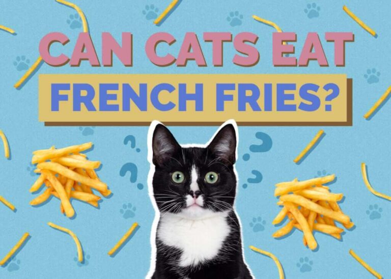 Can Cats Eat French Fries? A Comprehensive Guide For Cat Owners
