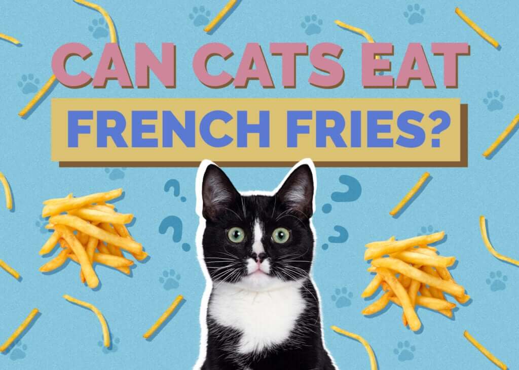 Can Cats Eat French Fries