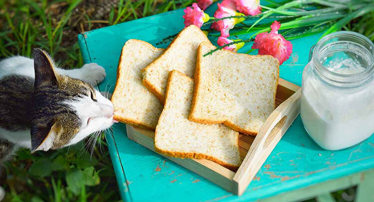 Can Cats Eat French Toast?