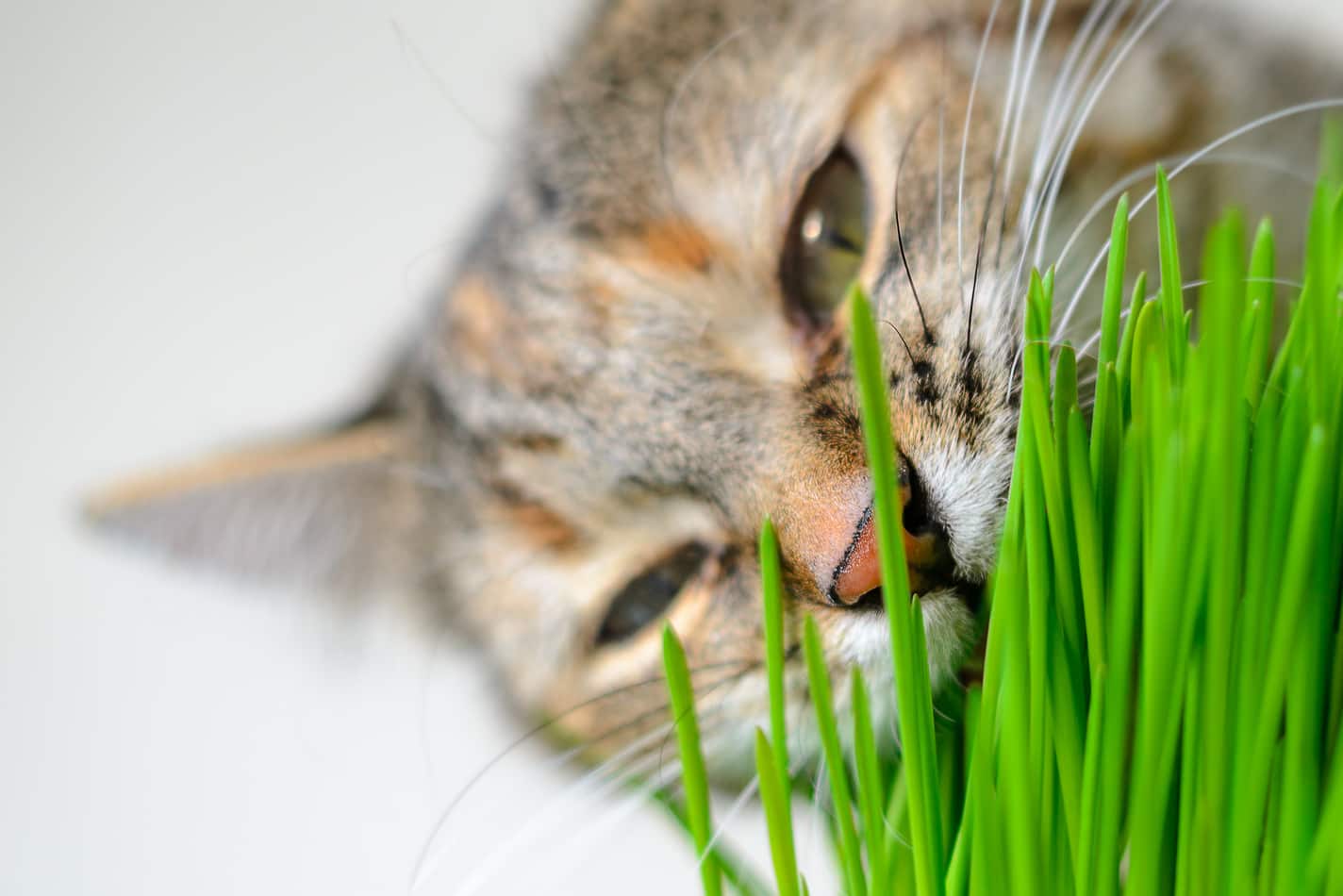 Can Cats Eat Grass
