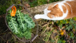 Can Cats Eat Kale