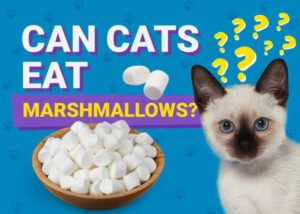 Can Cats Eat Marshmallows