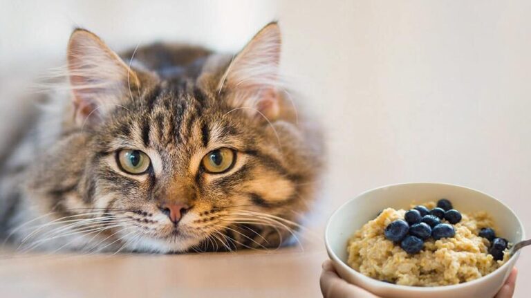 Can Cats Eat Oatmeal? A Comprehensive Guide For Cat Owners
