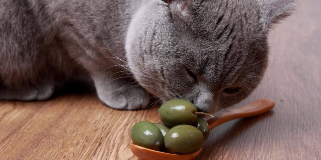 Can Cats Eat Olives? A Comprehensive Guide For Cat Owners Animal Gator