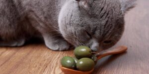 Can Cats Eat Olives