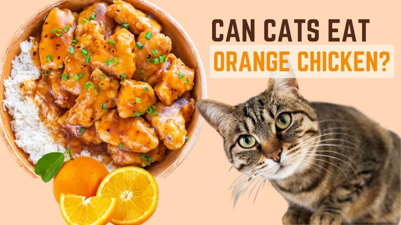 Can Cats Eat Orange Chicken?