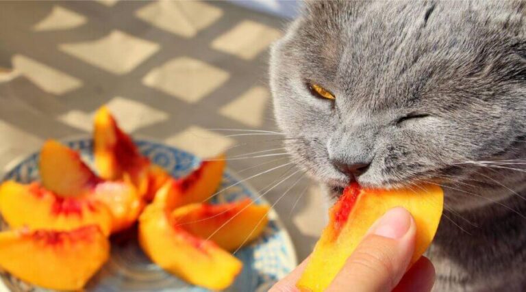 Can Cats Eat Peaches? A Comprehensive Guide For Cat Owners