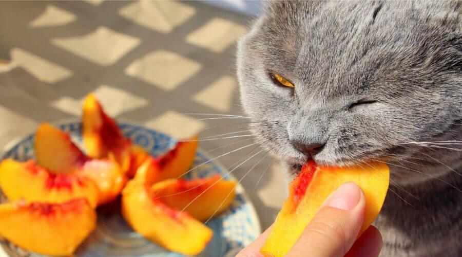 Can Cats Eat Peaches