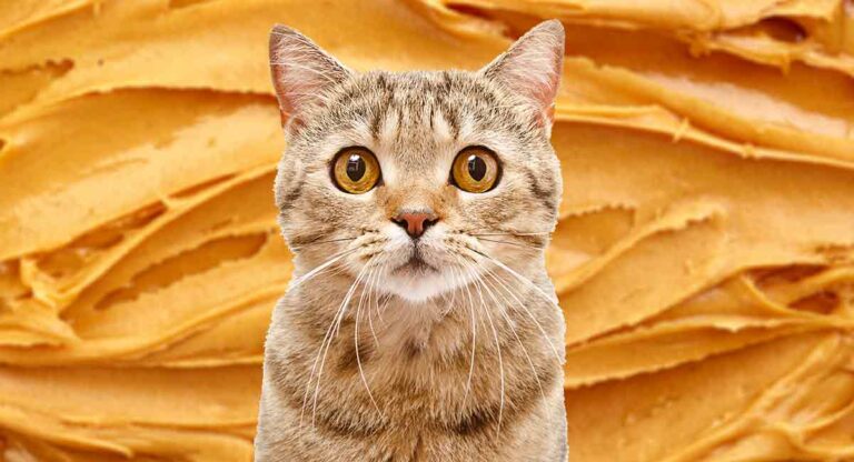 Can Cats Safely Indulge in Peanut Butter?