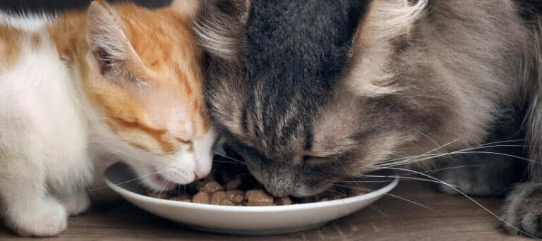 Can Cats Eat Raisins? A Comprehensive Guide For Cat Owners