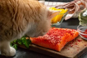 Can Cats Eat Salmon